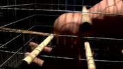 Caged male shares nudity in extreme positions before he gets nailed