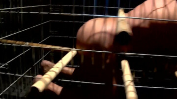 Caged male shares nudity in extreme positions before he gets nailed